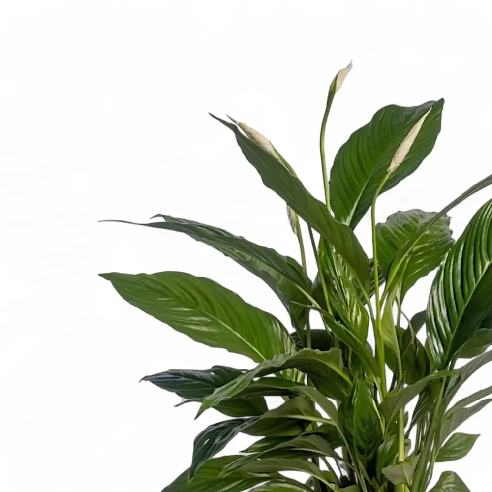 Peace Lily ‘Vivaldi’ plant on a white background showing compact clumping form and deep-green, wavy leaves.
