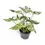 Thumbnail: Syngonium podophyllum 'Mottled'
