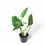 Thumbnail: Philodendron subhastatum