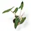 Miniaturbild: Philodendron billietiae