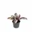 Thumbnail: Strobilanthes alternata 'Snow White'