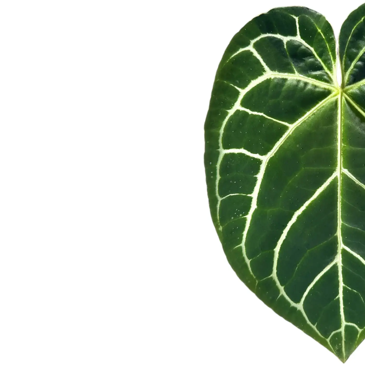 Anthurium crystallinum