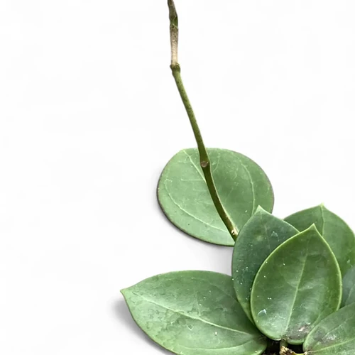 Hoya icensis Hoya seed023 カット苗 Hoya icensis Hoya seed023 カット苗