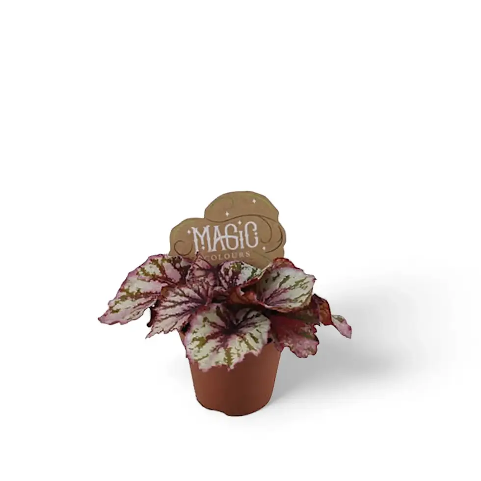 Begonia rex 'Lambada'