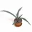 Miniaturbild: Agave tequilana