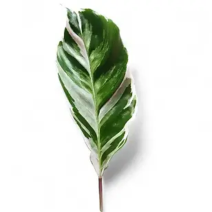 Calathea white Fusion leaf Prayer Plant