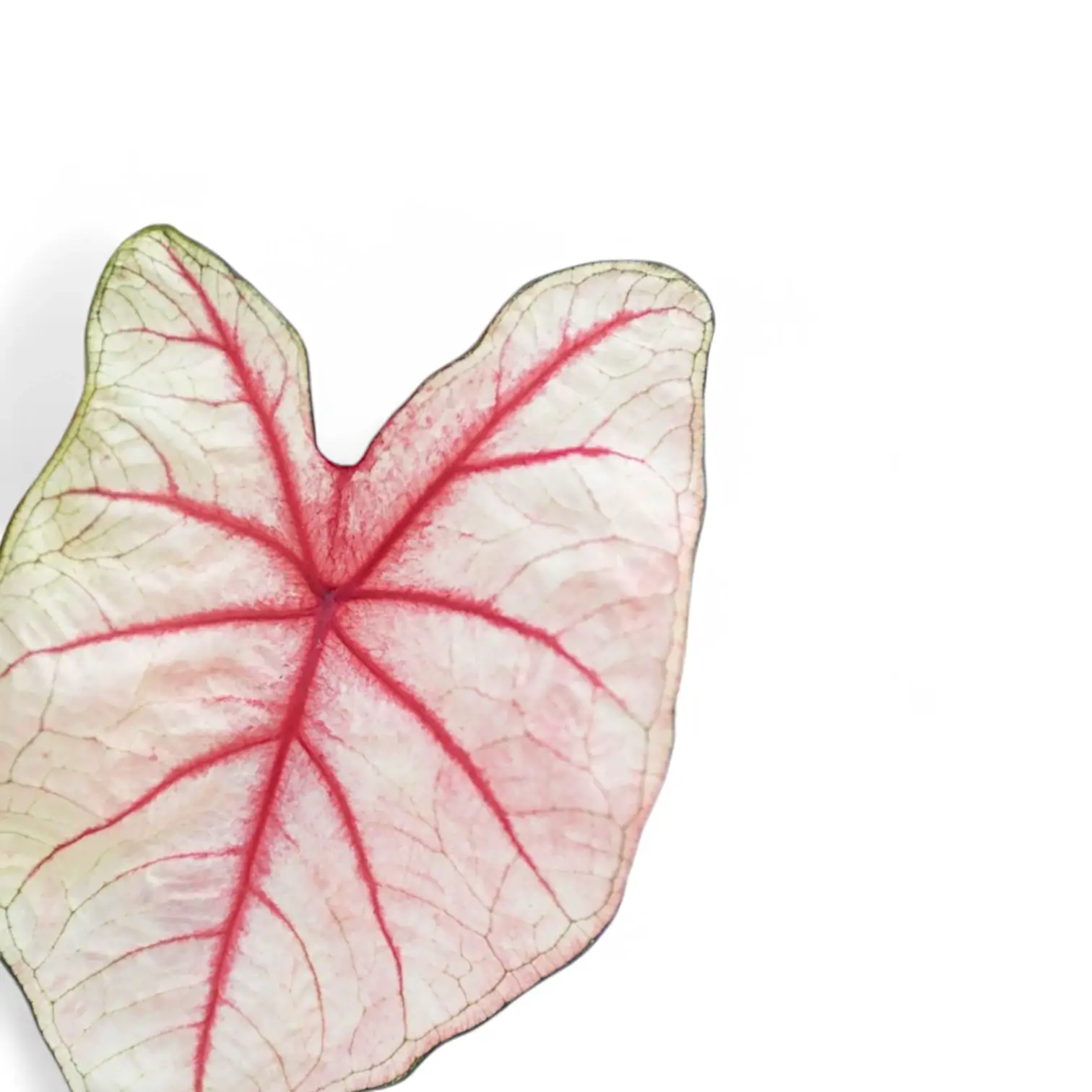 Caladium 'White Queen'