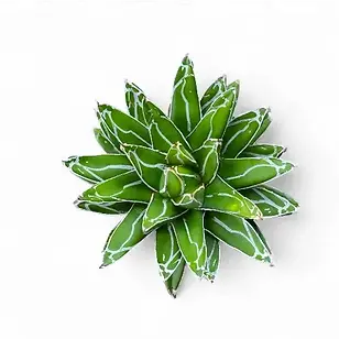 Close up of a sun-loving Agave plant