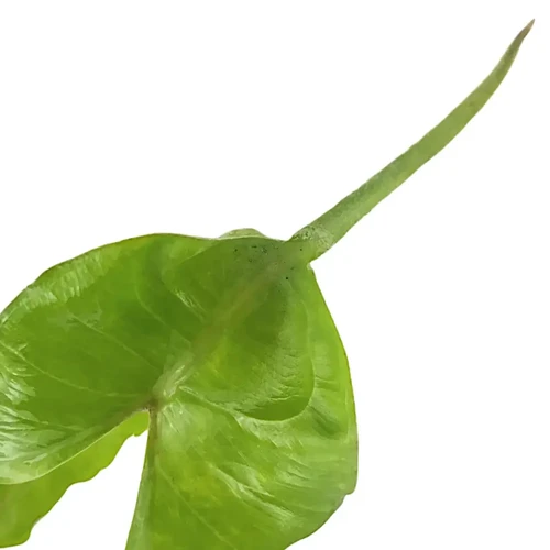 Alocasia macrorrhizos 'Stingray'