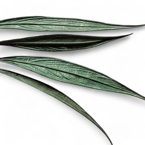 Josefia intricata - online at Foliage Factory Plant Shop Josefia intricata - online at Foliage Factory Plant Shop