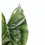 Thumbnail: Thaumatophyllum tweedieanum