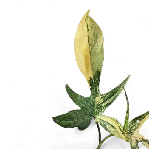 Philodendron 'Florida Beauty' – buy at Foliage Factory