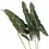Miniaturbild: Thaumatophyllum stenolobum