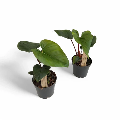 Philodendron squamicaule – Carnivero