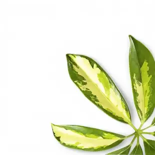 Glänzende, panaschierte und geteilte Blätter von Schefflera ‘Gerda’.