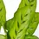 Miniaturbild: Goeppertia (Calathea) concinna