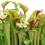 Miniaturbild: Sarracenia 'Juthatip Soper'