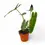 Miniaturbild: Philodendron billietiae