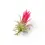 Miniaturbild: Tillandsia