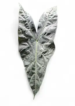 Alocasia longiloba Silver