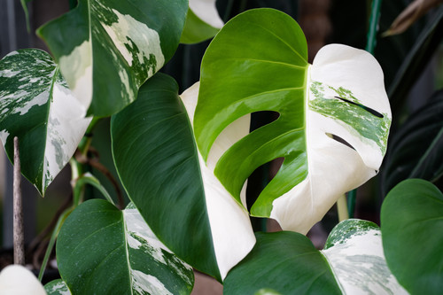 Variegated plants collection - browse online at Foliage Factory