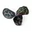 Thumbnail: Goeppertia (Calathea) roseopicta 'Dottie' ('Illustrious')