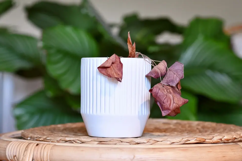 Wilted Alocasia in a white pot indoors with dry leaves, surrounded by other houseplants