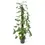 Thumbnail: Syngonium podophyllum 'Mottled'