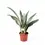 Miniaturbild: Dracaena (Sansevieria) trifasciata 'Metallica'