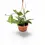 Thumbnail: Hoya callistophylla