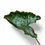 Thumbnail: Alocasia 'Dragon Tail'