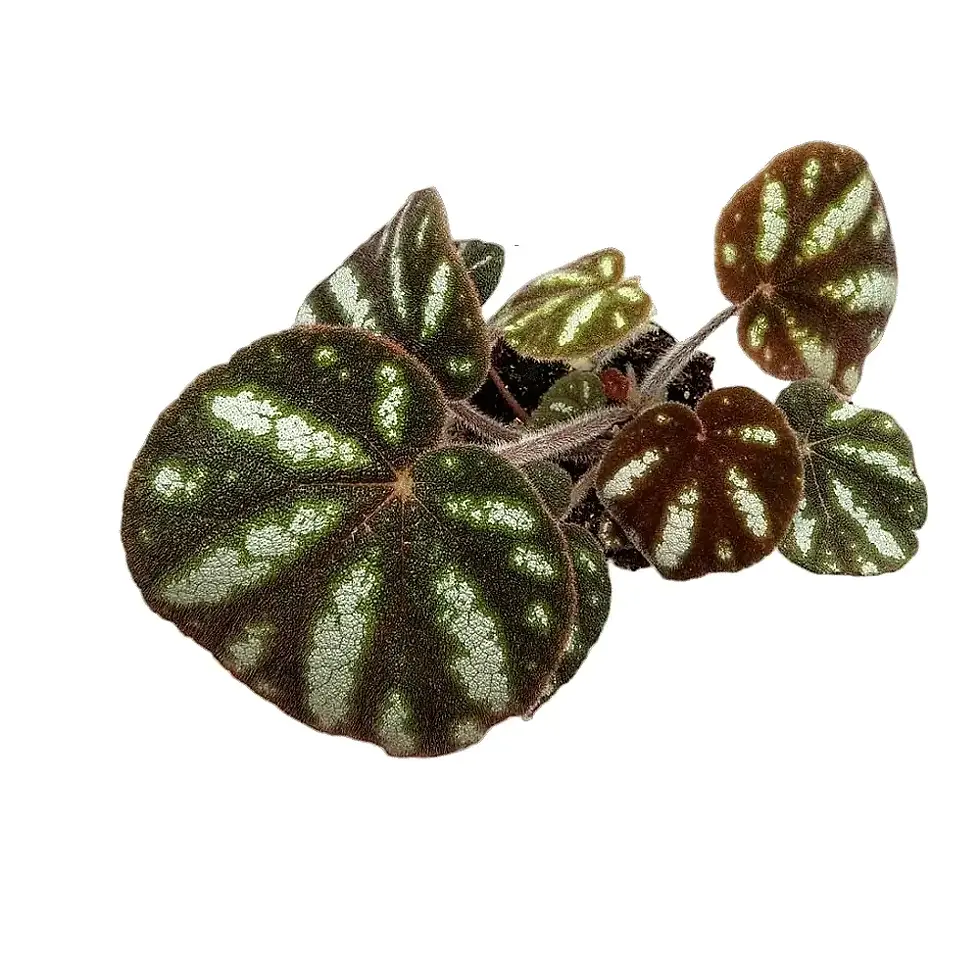 Begonia sp. Ngoc Lac