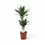 Thumbnail: Dracaena fragrans 'Janet Lind'