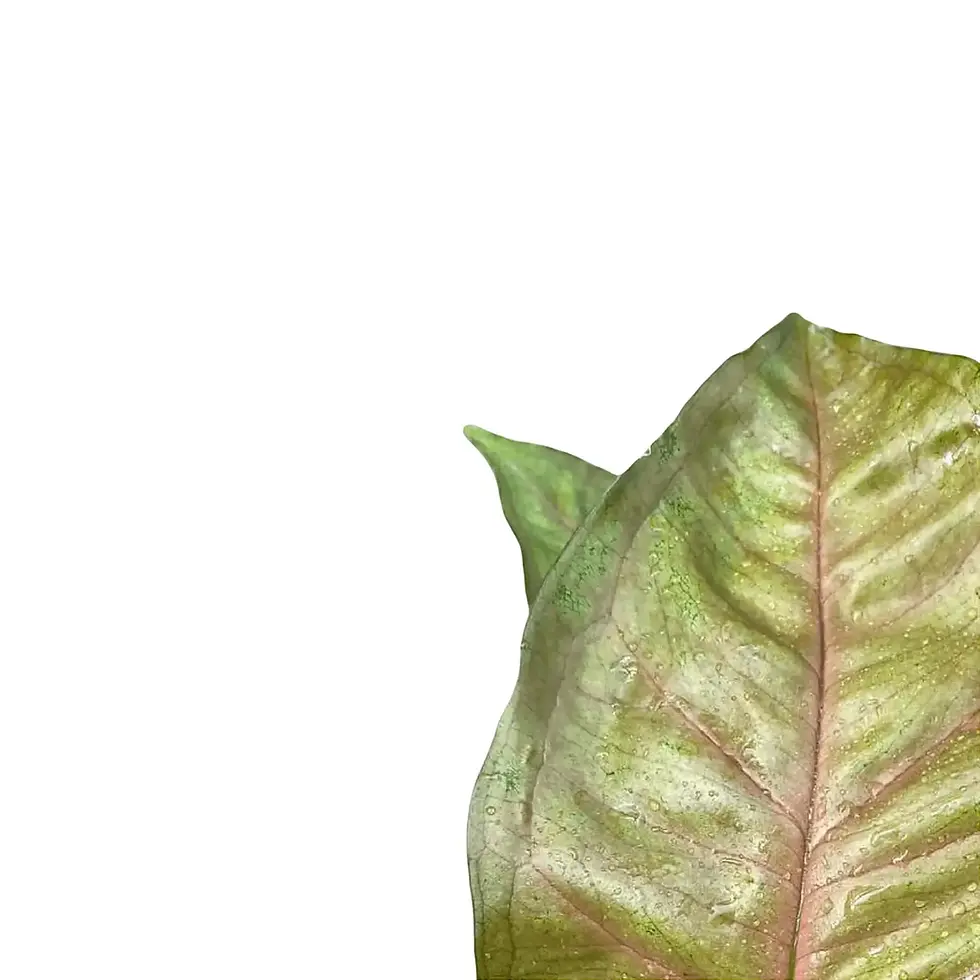 Syngonium podophyllum 'Berry allusion'