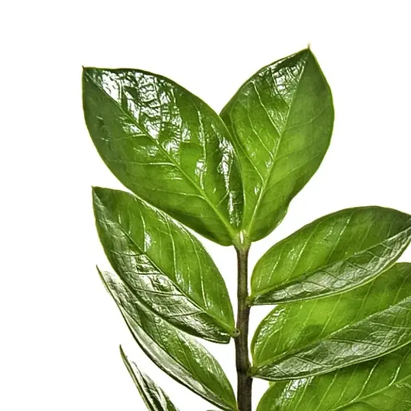 Zamioculcas zamiifolia – die perfekte Pflanze für jedes Zuhause: Pflegeleicht, grün und immer ein Hingucker