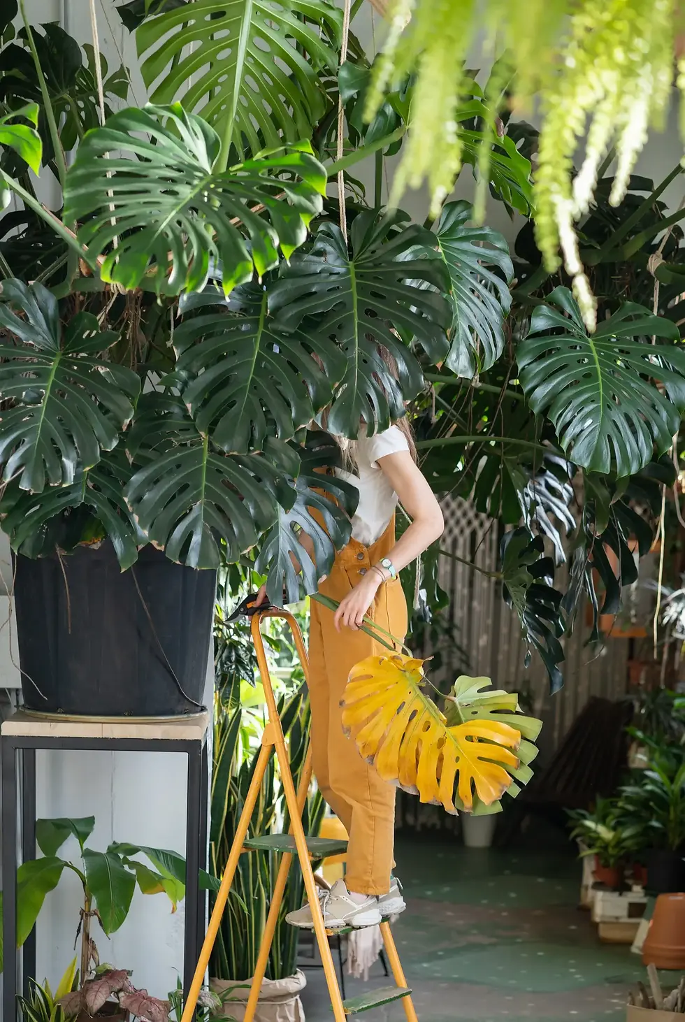 Person auf Leiter pflegt eine große Monstera deliciosa, viele weitere Pflanzen im Raum
