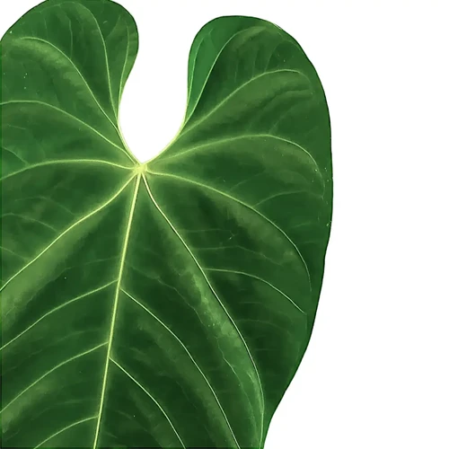 anthurium-queremalense-buy-online-at-foliage-factory