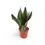 Thumbnail: Dracaena (Sansevieria) trifasciata 'Silver Flame'