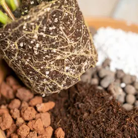 Good drainage doesn’t guarantee healthy roots — what really matters is potting mix aeration and oxygen availability in the root zone.  Uprooted houseplant above terracotta pot with organic potting soil mix including clay pebbles, coco coir, pumice, and akadama