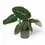 Thumbnail: plant set: Velvety Philos