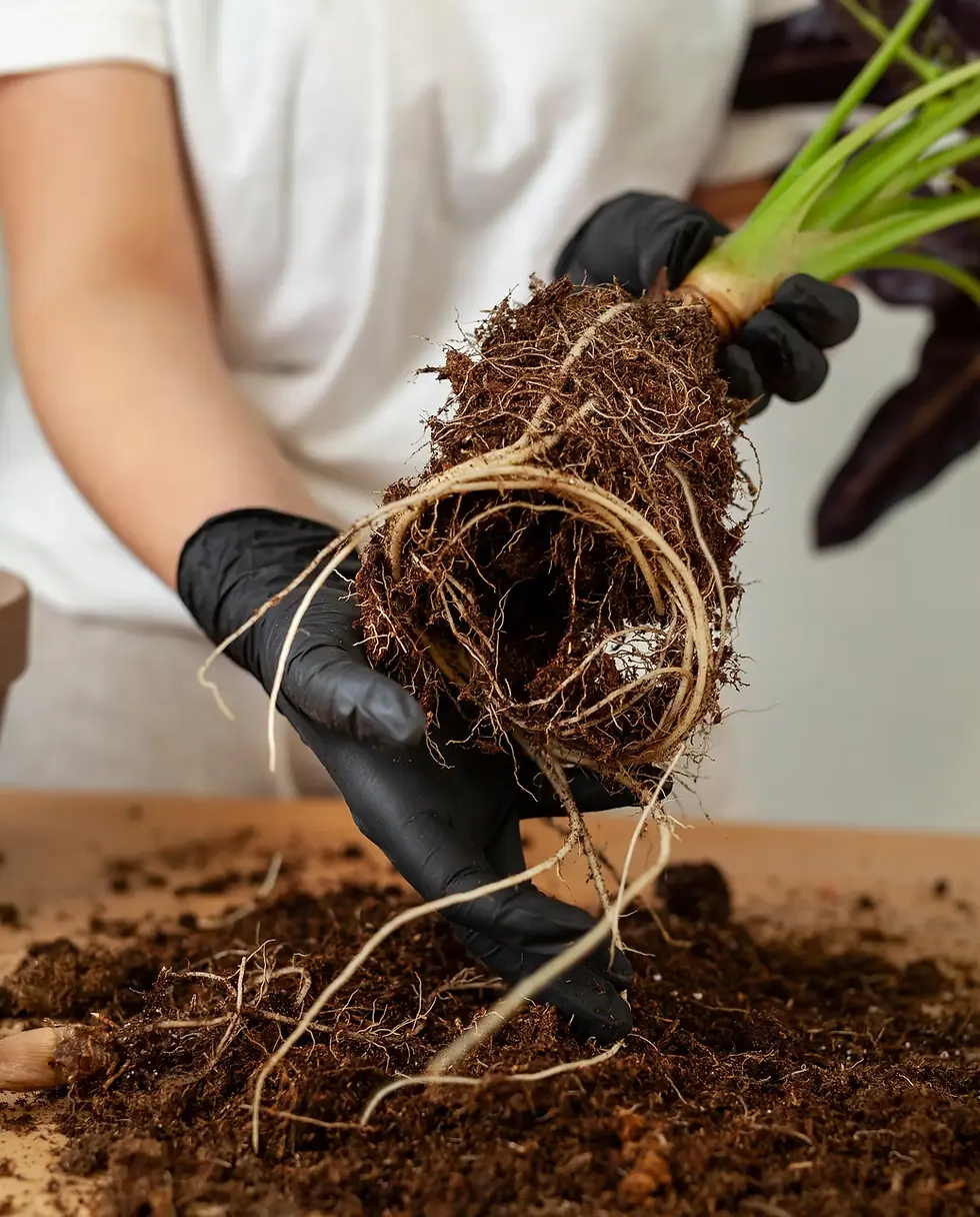 Gloved hands cleaning peat from Alocasia roots during repotting