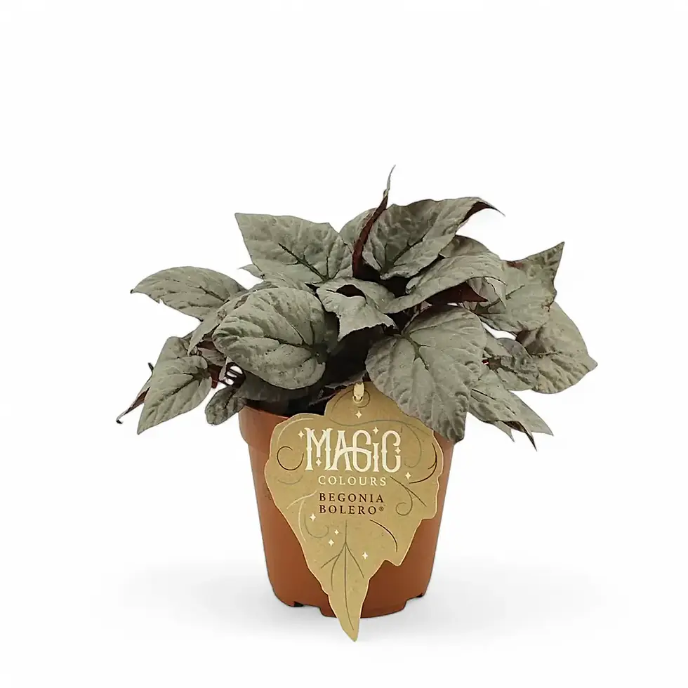 Begonia rex 'Bolero'