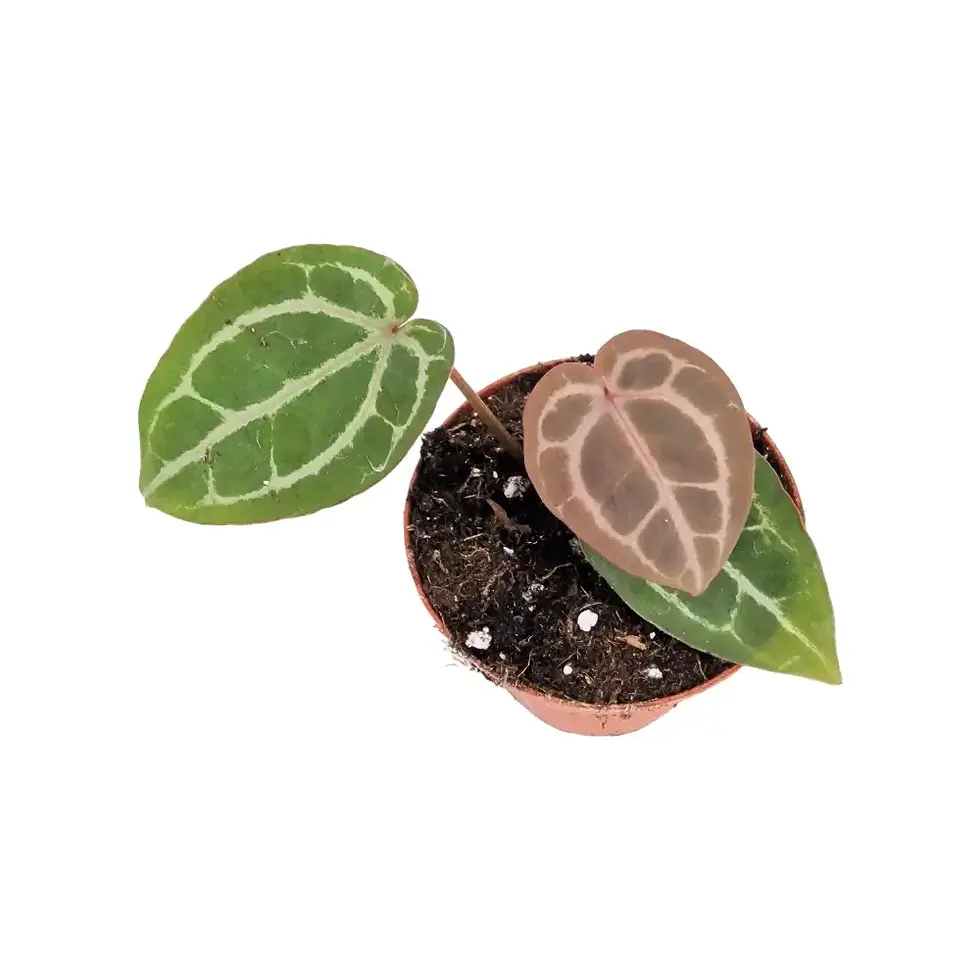 ⭐︎アンスリウム　ミシェル　(DOCBLOcK) 楽天市場】アンスリウム ミシェル Anthurium Michelle by