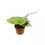 Thumbnail: Hoya carnosa 'Speckles'