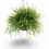 Miniaturbild: Rhipsalis pulchra