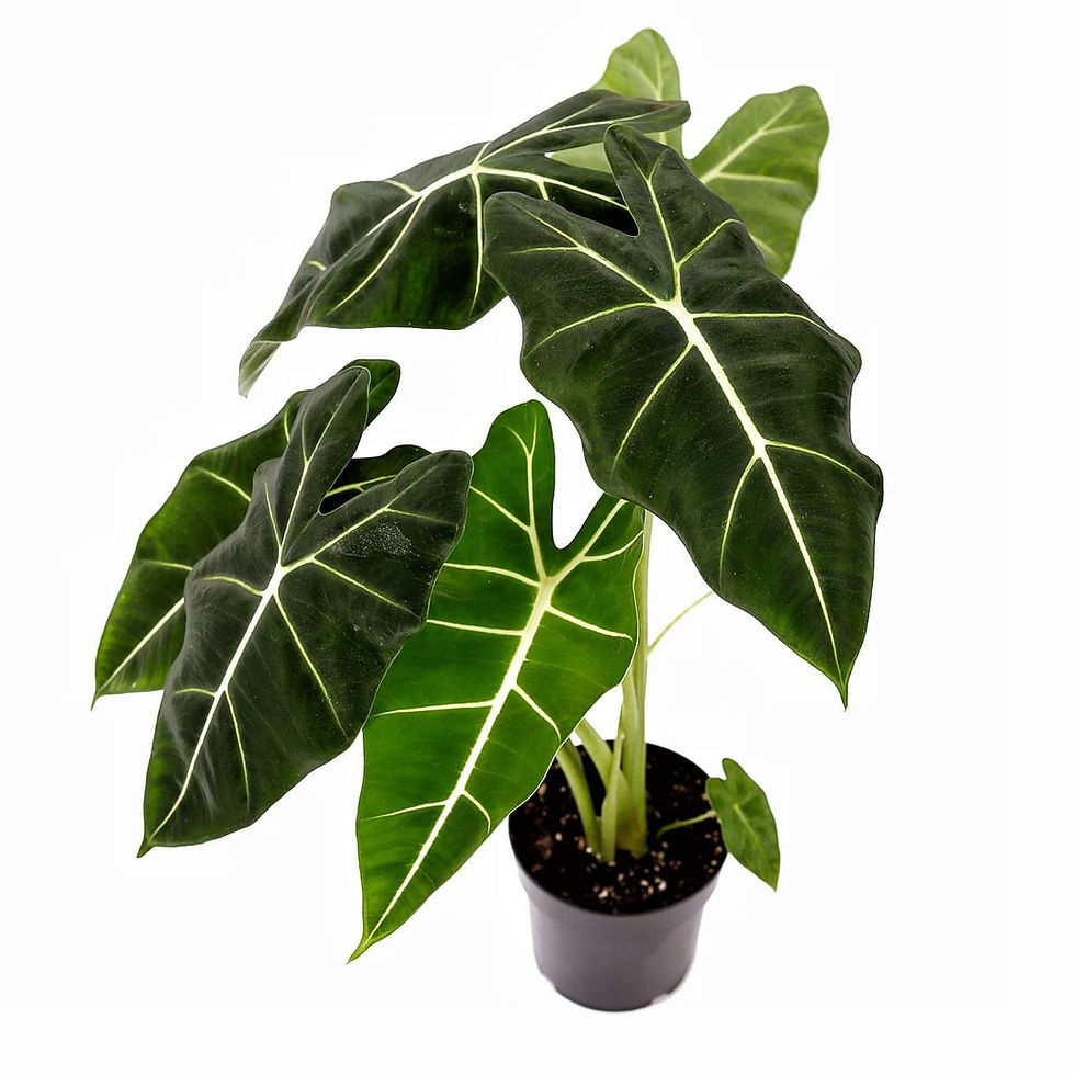 plant set: Velvet Foliage