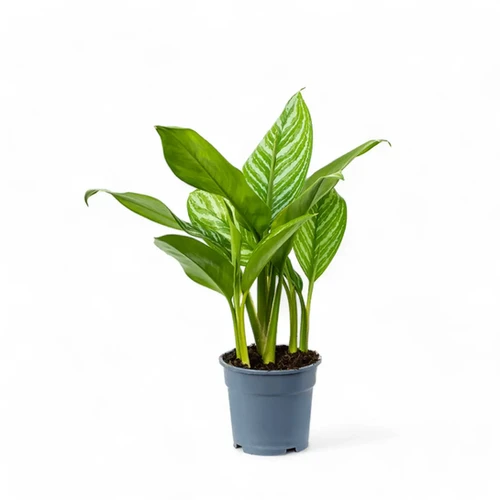 Aglaonema 'Stripes' - buy online at Foliage Factory