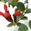 Thumbnail: Aeschynanthus pulcher