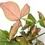Thumbnail: Syngonium podophyllum 'Red Spot' ('Pink splash')