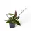 Thumbnail: Hoya carnosa 'Dark red'